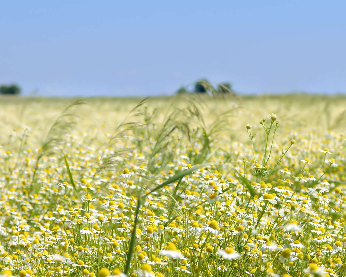 cropped-field.jpg